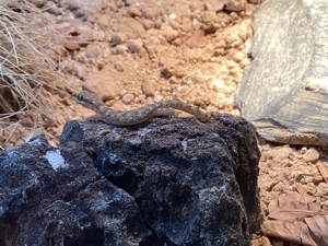 1.2.3 Tropiocolotes Steudneri (Zwergwüstengeckos)