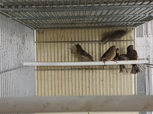 Rothänflinge 2025 Bild 2