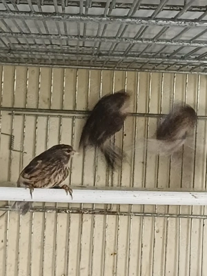 Rothänflinge 2025 Bild 4