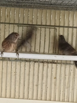 Rothänflinge 2025 Bild 5