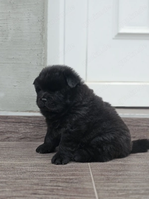 NEU! EXKLUSIVER Wurf! Chow Chow Welpen suchen ein Zuhause!
