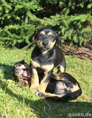 Hundebabys abzugeben