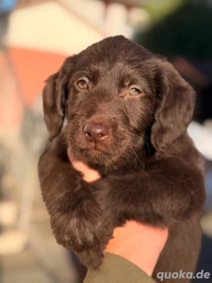 Labradoodle Welpen Labrador Königspudel
