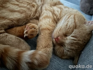 Charakterstarker Roter Kater Liebevoll 3 Jahre alt