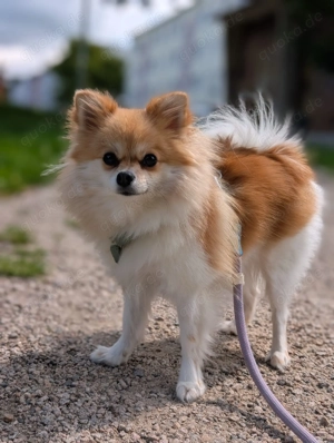 Wunderschöne Pomeranien Zwergspitz Dame 