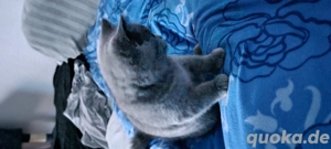 BKH-KITTYS mit Stammbaum