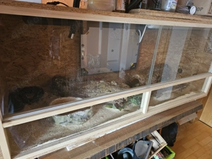 Königspython mit Terrarium  Bild 2