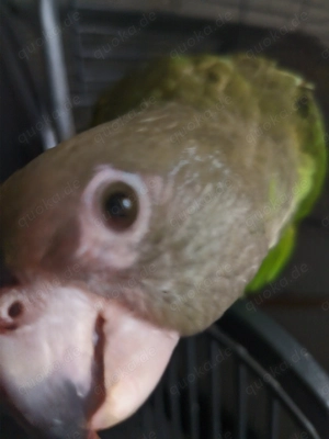 Braunkopfpapagei Henne gesucht Bild 2