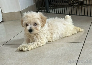 Maltipoo Welpen abzugeben