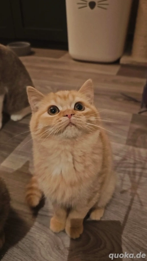 BKH Katerchen in Rot-Creme