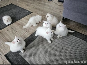 Zuckersüße Perserkatzen-Kitten Perserkätzchen liebevoll - abholbereit