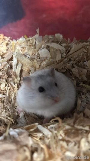 Putziger Hamster abzugeben