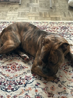    ACE   junger Old English Bulldog sucht sein Für-Immer-Zuhause   