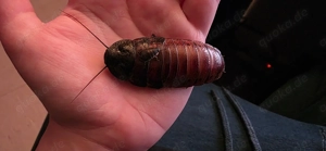 Fauchschaben, argentinische Schaben