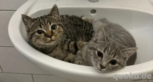 6 monate alte katzen babys