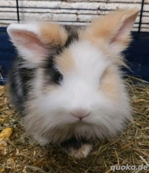 Löwenkopf Kaninchen ( nur noch Männlich,e da )