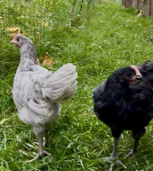 2,0 Australorps Hähne  10 Wochen 