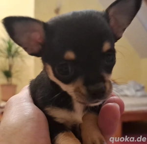 Chihuahua 