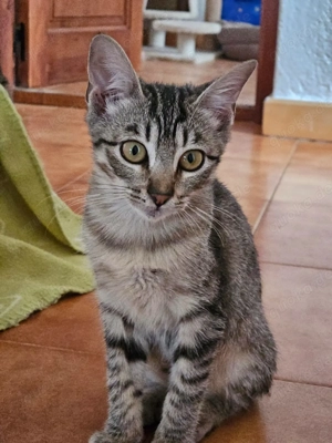 Dani und Dino suchen ihr Zuhause