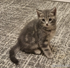 Süße BKH-Mix Kitten suchen ein liebevolles Zuhause. 