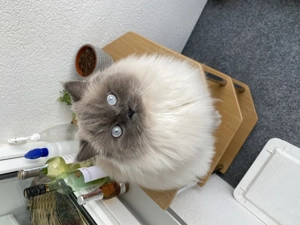 Kater sucht ein neues, liebevolles Zuhause!