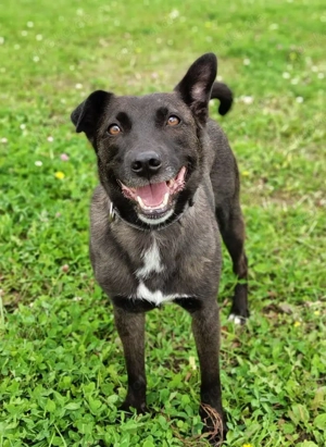 Ziganka sucht ihr traumhaftes Zuhause   eine sanfte Seele auf der Suche nach Liebe