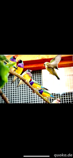 SUCHE Austausch über Gouldamadinen Genvererbun + Aufnahme von Notabgaben