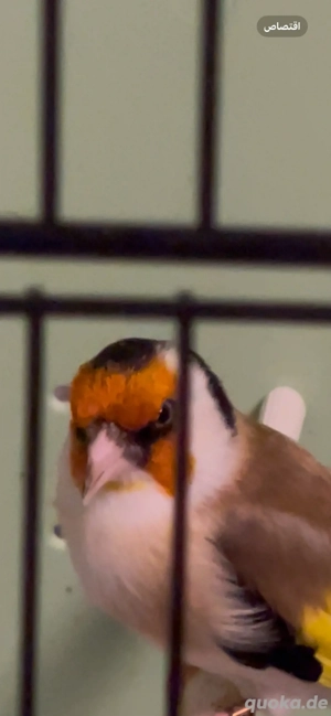 zu verkaufen ein paar