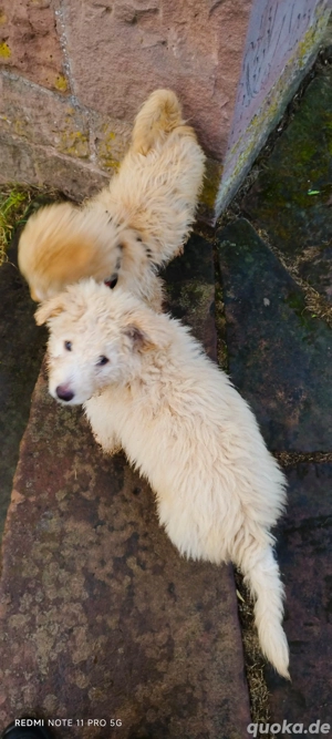 Doodle Welpen, bordoodle Welpen, nicht haarend! 