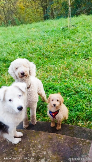 Doodle Welpen, Bordoodle, nicht haarend, sehr gut erzogen! 