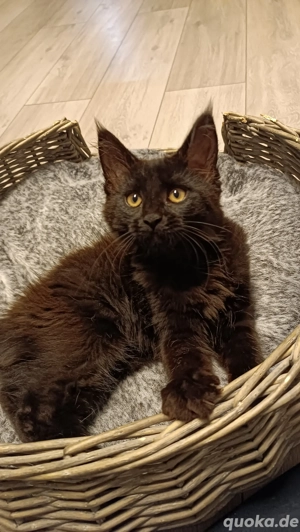 Reinrassige Maine Coon Mädchen 
