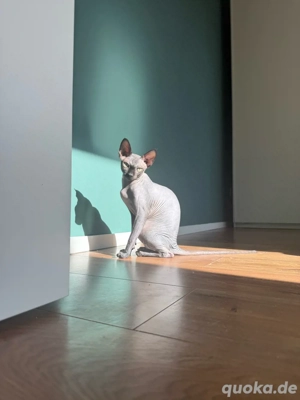 Zweite Sphynx-Katze gesucht 