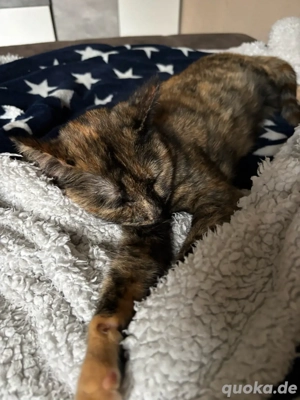 Schmusekatze sucht Einzelzuhause