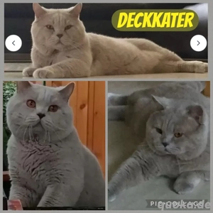 Reinrassiges BKH Kitten Mädel, Glückskatze, ab 14.11. Bild 10