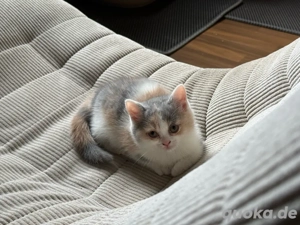 Reinrassiges BKH Kitten Mädel, Glückskatze, ab 14.11. Bild 7