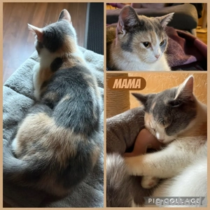 Reinrassiges BKH Kitten Mädel, Glückskatze, ab 14.11. Bild 9