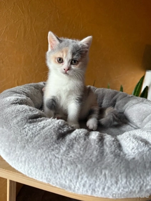 Reinrassiges BKH Kitten Mädel, Glückskatze, ab 14.11. Bild 4