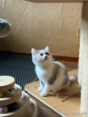 Reinrassiges BKH Kitten Mädel, Glückskatze, ab 14.11. Bild 6