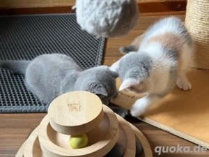 Reinrassiges BKH Kitten Mädel, Glückskatze, ab 14.11. Bild 5