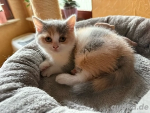 Reinrassiges BKH Kitten Mädel, Glückskatze, ab 14.11. Bild 3