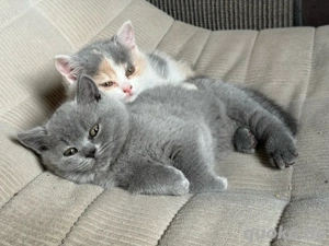 Reinrassiges BKH Kitten Mädel, Glückskatze, ab 14.11. Bild 8