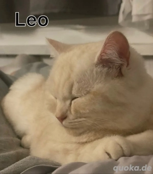 Liebevoller Britisch-Katzen