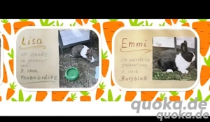 2 süße Hasen zu verschenken 