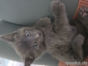 ab sofort 6 süße bkh babys 