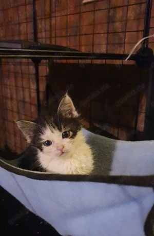 Hauskatzen suchen neues Zuhause  Bild 3