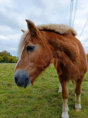 Rentner Dame Beisteller 