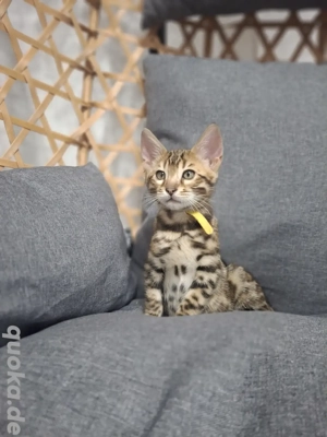 5 wunderschöne mini Leoparden mit Stammbaum