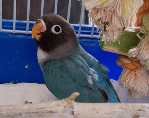 Pfirsichköpchen Rußköpfchen sehr zahm Unzetrennliche Agarponiden 