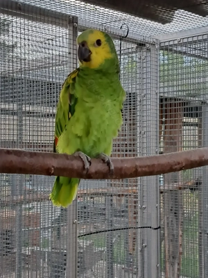 1,0 Gelbflügelblaustirnamazone 2025 abzugeben 