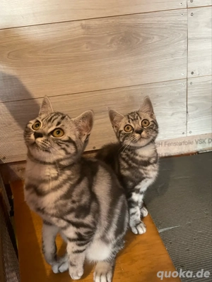 Zwei schöne BKH Kätzchen .